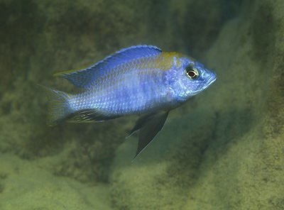Otopharynx sp. 'auromarginatus mara' Mala Point